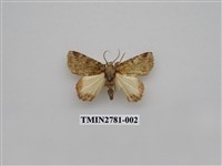 藏品(尺蛾351)的圖片